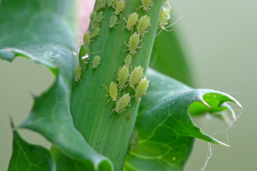 aphids on grass