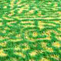 Frost damage in turf