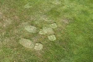 Foot prints in dry lawn.