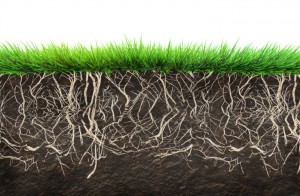 grass and soil