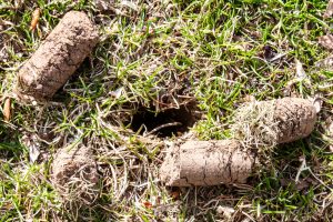 Close up photograph of three dirt plugs and a hole in an aerated lawn. Aeration is done in the springtime to reduce soil compaction and increase the health of grass. The grass appears a combination of green and brown. Aeration is common on the landscaping found on golf courses.