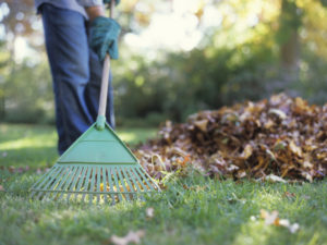 Person raking leaves in garden, low section