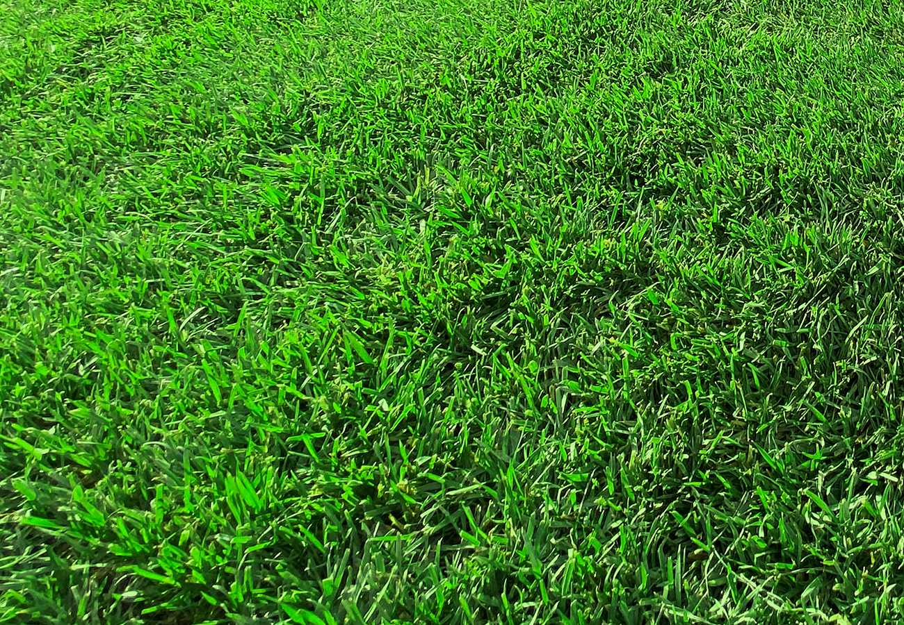 best-cool-season-grass-varieties