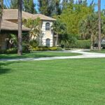 st-augustine-grass-varieties